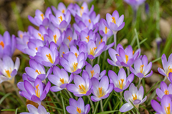 Crocus, bloom, violet flowers, close up HD wallpaper