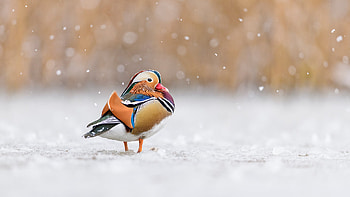 Mandarin duck, Richmond Park, London, England, Animal, mandarin duck HD wallpaper