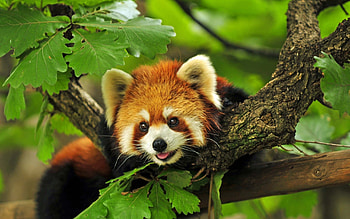 Animals, Leaves, Wood, Lies, Tree, Red Panda HD wallpaper