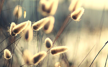 sunrays, summer, plant, beautiful, nature, grass, sun, sun rays HD wallpaper