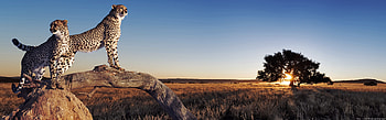 Cheetahs, african, panoramic, graphy, animals, wild HD wallpaper