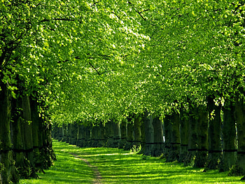 Nature, Trees, Grass, Path, Corridor, Trail HD wallpaper
