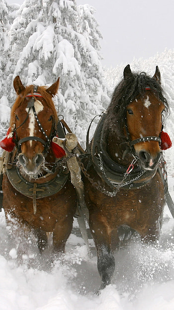 snow, winter, Animal, horse, winter animals HD phone wallpaper