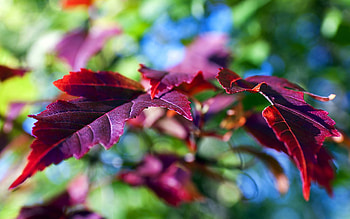 Leaves, Lilac, Violet, Macro, Branch, Purple HD wallpaper