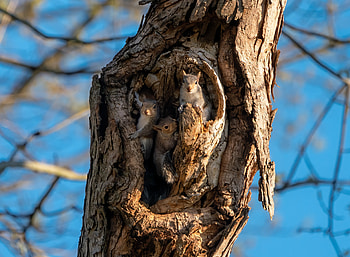 Animals, Squirrel, Rodents, Wood, Tree, Nice, Sweetheart, Bark, Hollow HD wallpaper