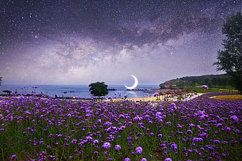 Nature, Flowers, Beach, Moon, Starry Sky, Milky Way, hop HD wallpaper