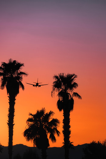Sunset, Sky, Palms, Dark, Silhouette, Airplane, Plane HD phone wallpaper