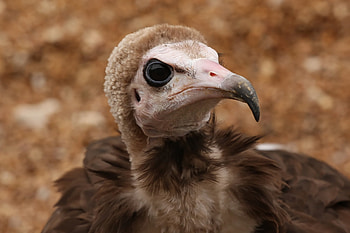 Animals, Bird, Beak, Eagle, Predatory HD wallpaper