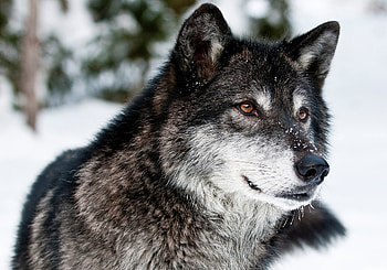 Animals, Muzzle, Predator, Wolf, Sight, Opinion HD wallpaper