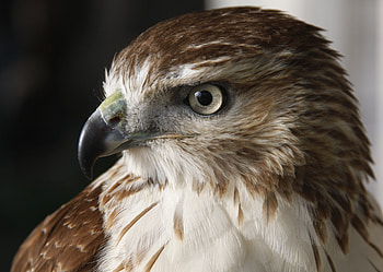 Animals, Bird, Predator, Falcon HD wallpaper