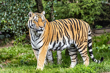 Animals, Predator, Big Cat, Sight, Opinion, Tiger, Stripes, Streaks HD wallpaper