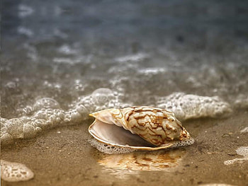 Seashell, sand, ocean, beach HD wallpaper