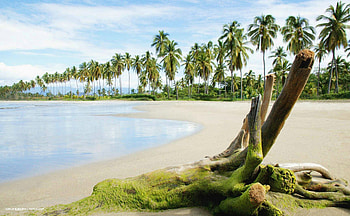 Island Beachfront, other, palm trees, ocean, beach HD wallpaper