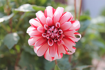 Pink flower, beautiful, bloom HD wallpaper