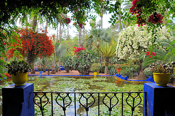 Nature, Flowers, Water Lilies, Pond, Pots, Balcony HD wallpaper