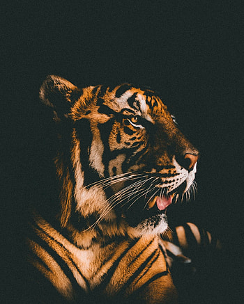 Tiger, muzzle, relaxed, predator HD phone wallpaper