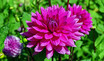 Pink dahlia, flower, summer, leaves, pink, garden, dahlia, beautiful HD wallpaper