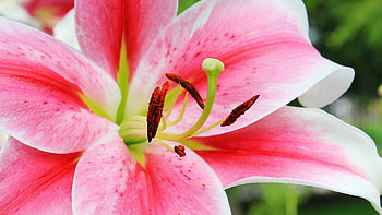 Close-up, Lilies HD wallpaper