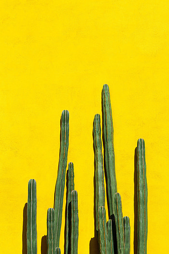 Cactuses, Plant, Miscellanea, Miscellaneous, Thorns, Prickles HD phone wallpaper