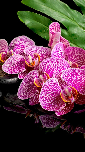 Earth orchid mobile , Exotic flowers, Tropical plants, Unique beauty HD phone wallpaper