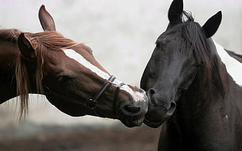 Animals, Horses, Couple, Pair, Colors, Kiss, Different, Coloring HD wallpaper