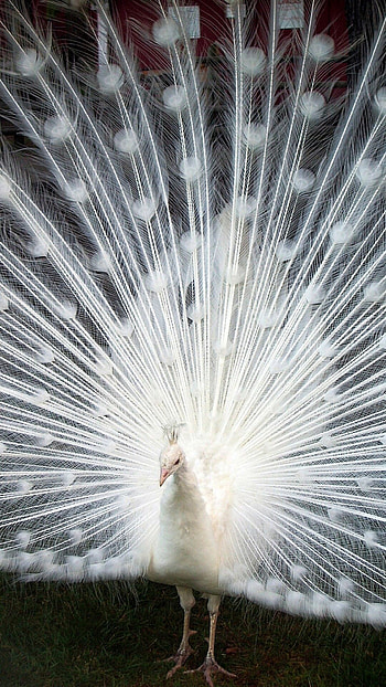 Best peacock , Stunning designs, High-definition , Nature-inspired beauty HD phone wallpaper