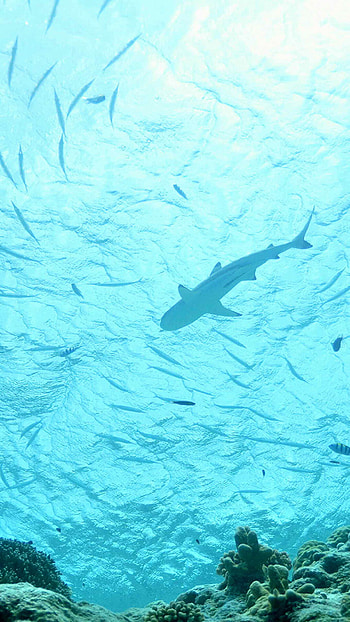 Shark, Aquatic predator, , Marine beauty HD phone wallpaper