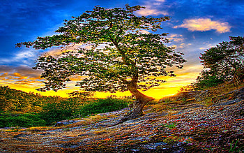 Here Where I Stand, colorful, sky, nature, forest, ray, sunrise, mountain HD wallpaper