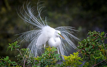 Egret, white, America, bird HD wallpaper