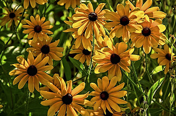 Flowers, Blur, Smooth, Flower Bed, Flowerbed, Rudbekia, Rudbeckia HD wallpaper