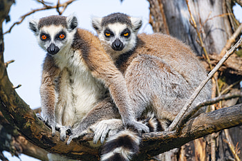 Funny, Animals, Branch, Sight, Opinion, Animal, Lemur HD wallpaper