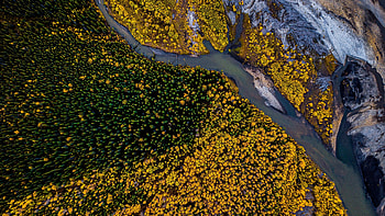 Trees, green, river, aerial view HD wallpaper