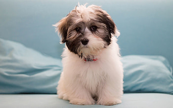 Animals, Fluffy, Dog, Havana Bichon HD wallpaper