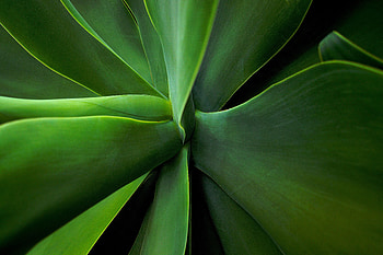 House plant, close up, branch, stem HD wallpaper