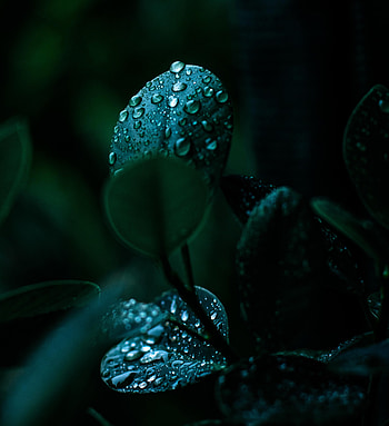 Water, Leaves, Drops, Macro, Wet HD phone wallpaper