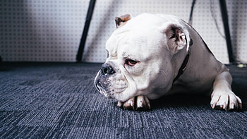 Animals, To Lie Down, Lie, Dog, Muzzle, Bulldog HD wallpaper