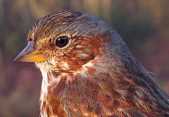 Bird, birds, animals HD wallpaper
