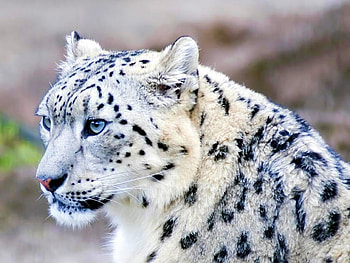 White Tiger, cool, white, tiger HD wallpaper