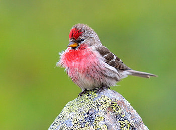 Artic redpoll, cute, bird, animals, nice HD wallpaper