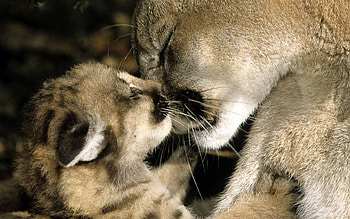 Animals, Puma, Young, Care, Joey, Embrace HD wallpaper