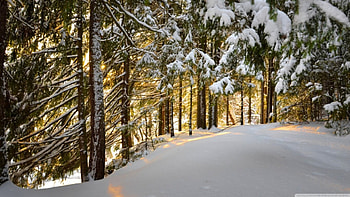 Winter Forest, winter, snow, forests, nature HD wallpaper