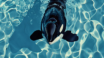 Majestic Orca Swimming, orca HD wallpaper