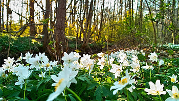 Nature, Flowers, Grass HD wallpaper