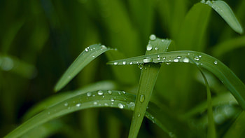 Dew, Go Green HD wallpaper