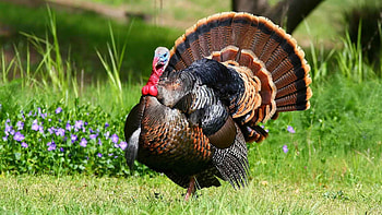 Animals, Grass, Feather, Bird, Turkey HD wallpaper
