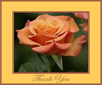 THANK YOU TO ALL MY DN FRIENDS, plants, soft, delecte, nice, rose, blossoms, bud, nature, flowers, blooms, lovely HD wallpaper