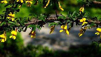 Cute flowers, branch, leaves, love, yellow HD wallpaper