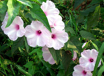 Flowers, Close-Up, Greens, Petunia HD wallpaper