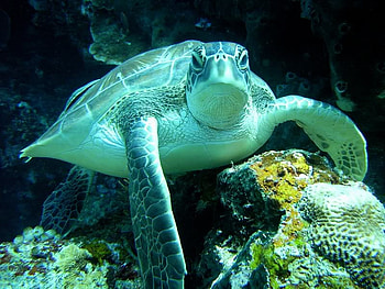 Sea Turtle, sea, turtle, shellback, ocean HD wallpaper