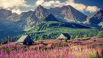 FLOWERS and COTTAGES in GASIENICOWA VALLEY at SUMMER, wildlowers, landscape, meadow, sky, mountains HD wallpaper